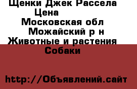 Щенки Джек Рассела › Цена ­ 15 000 - Московская обл., Можайский р-н Животные и растения » Собаки   